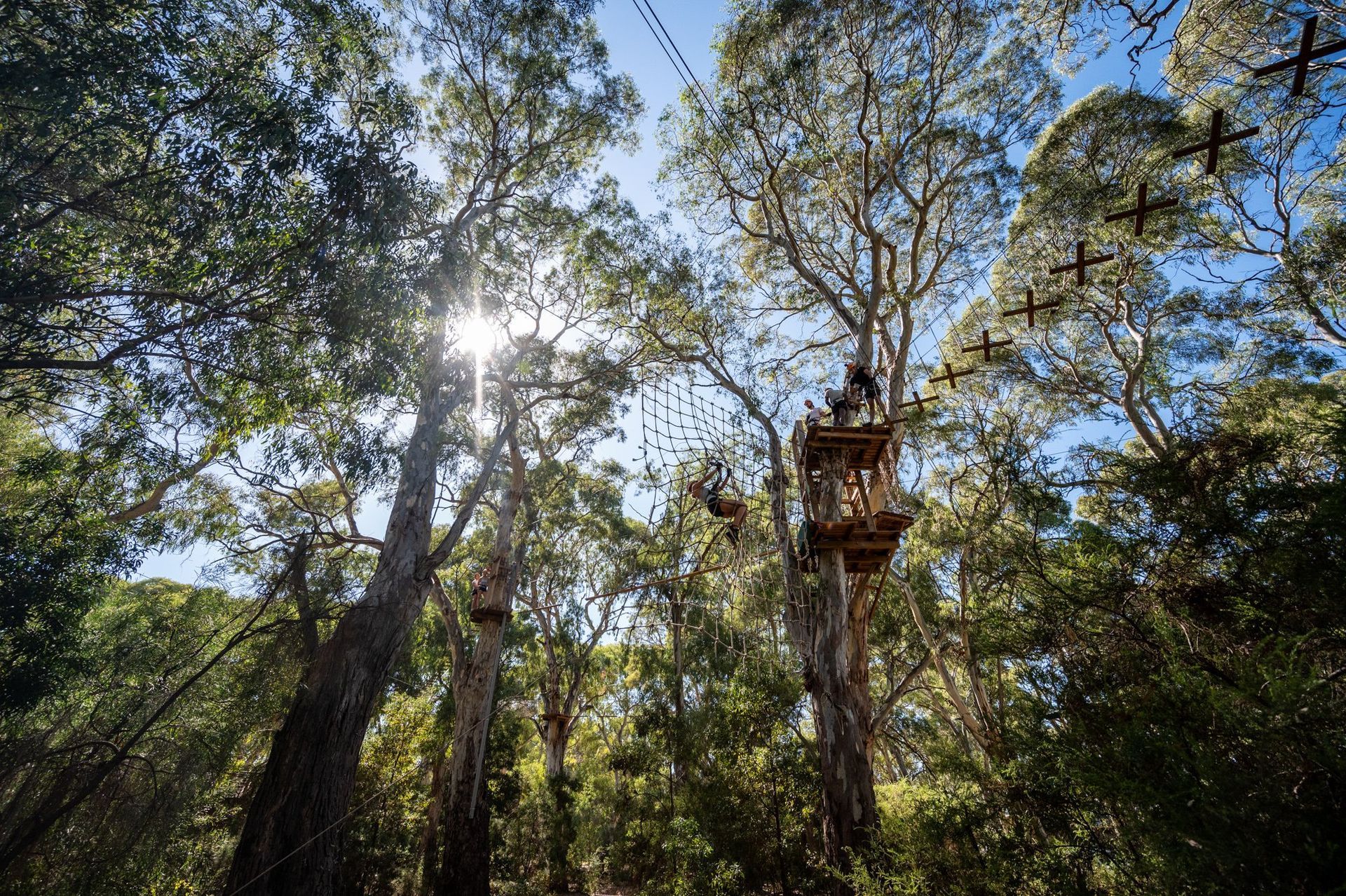 TreeClimb Adelaide 