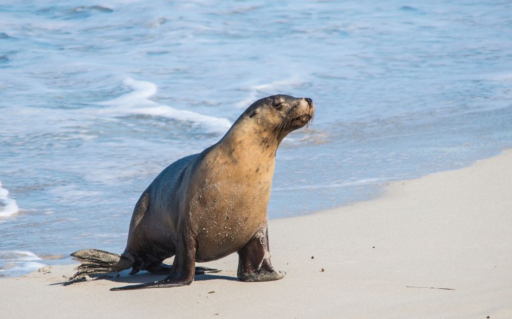 Australian seals