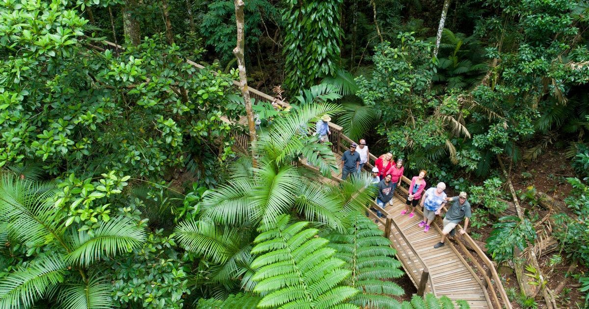 Floresta tropical de Daintree