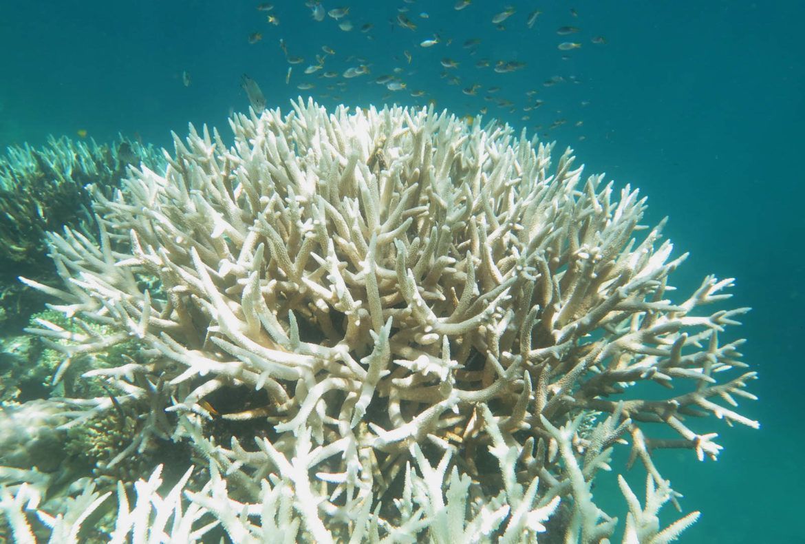 Coral Bleaching