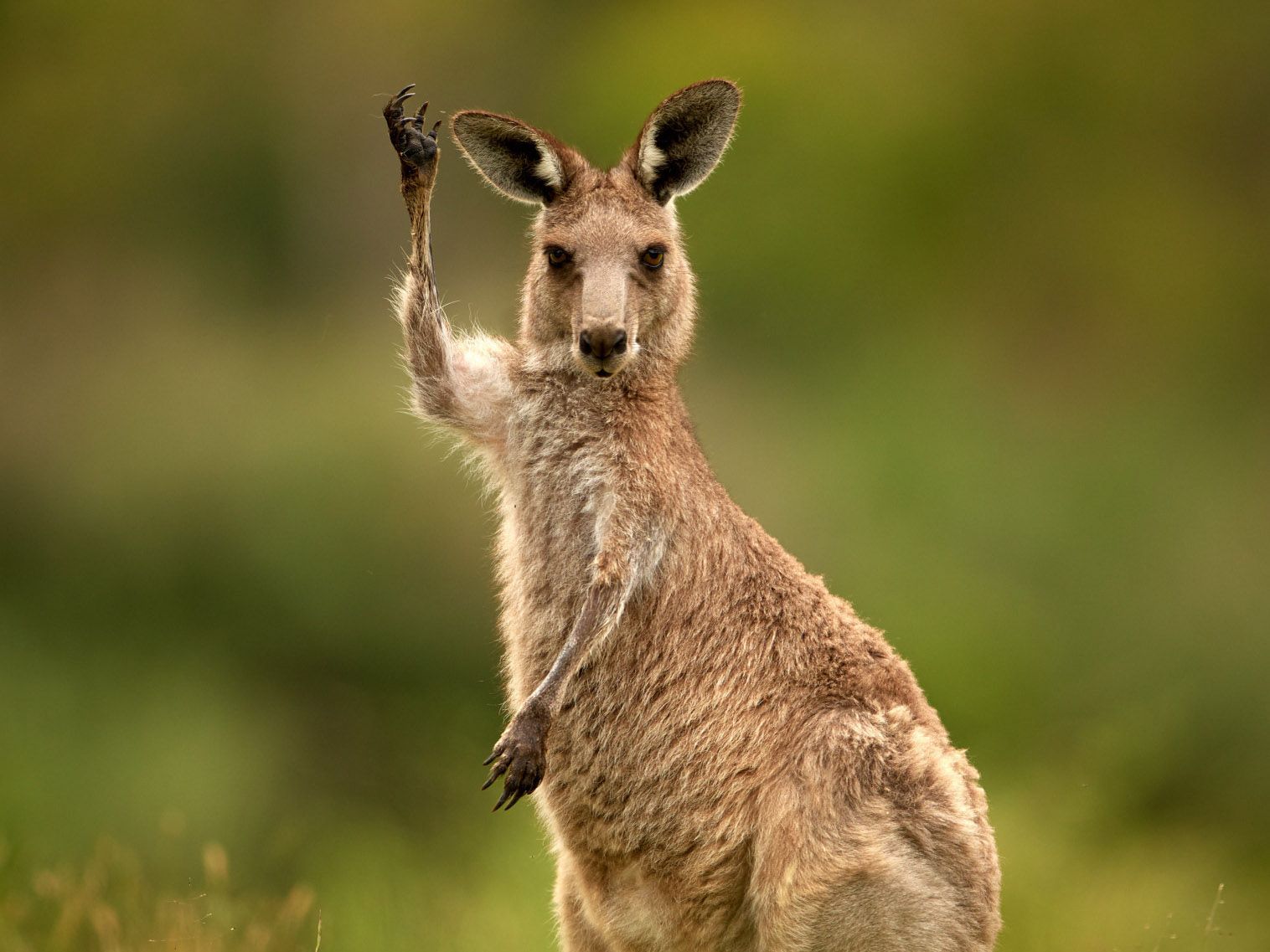 Eastern Grey Kangaroo 