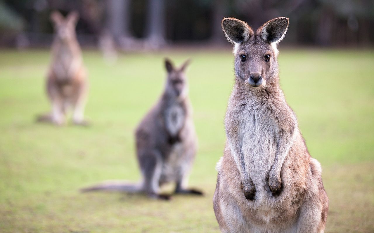 Eastern Grey Kangaroo