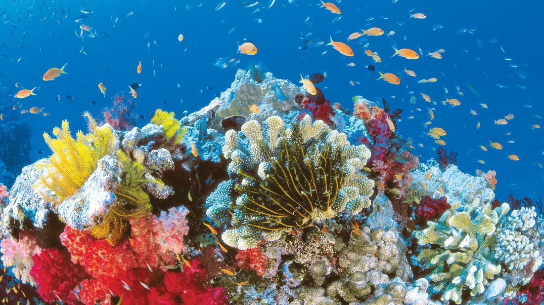 Great Barrier Reef, Australia