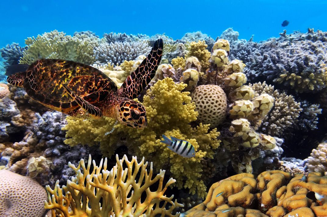 Great Barrier Reef, Australia