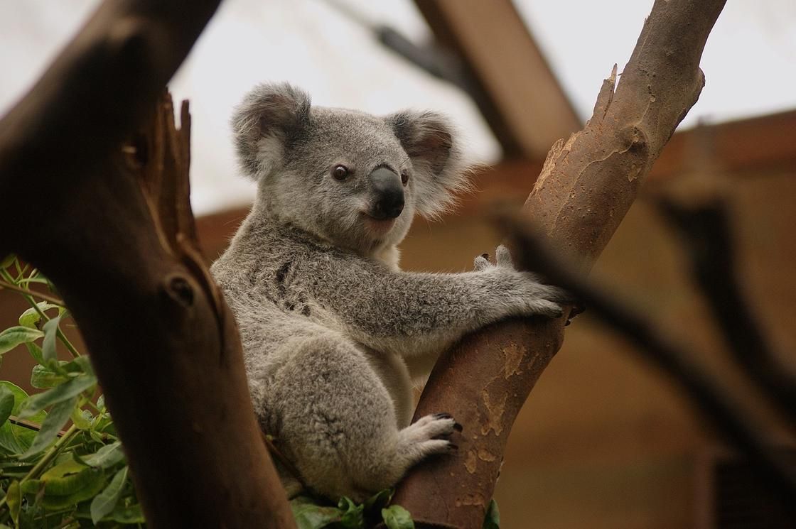 Koala Encounters