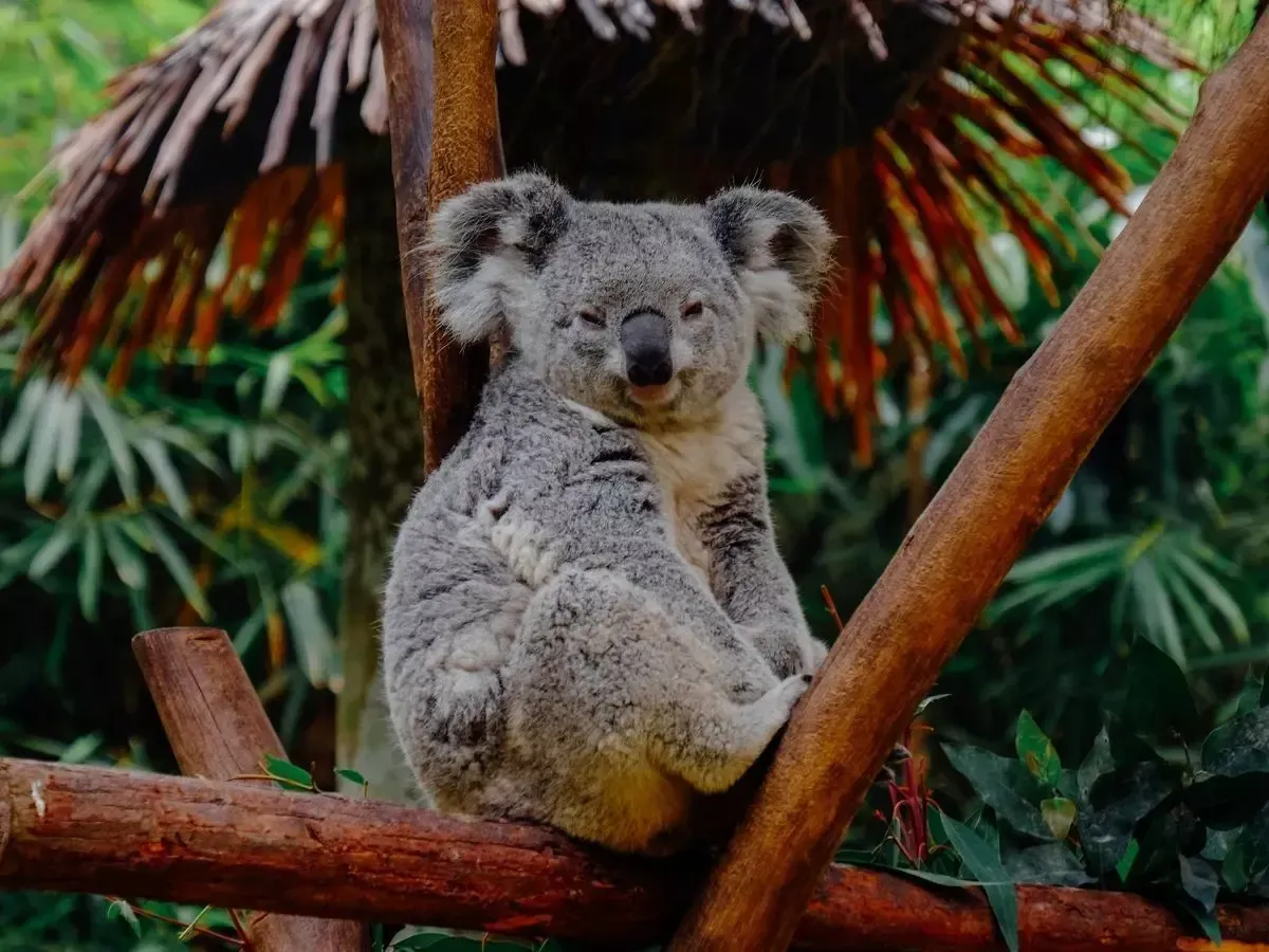 Koala Encounters Koala Encounters