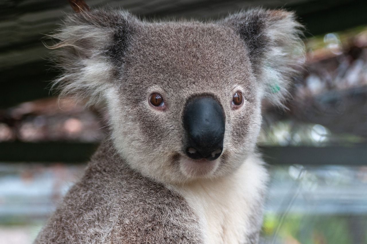 Koala Encounters