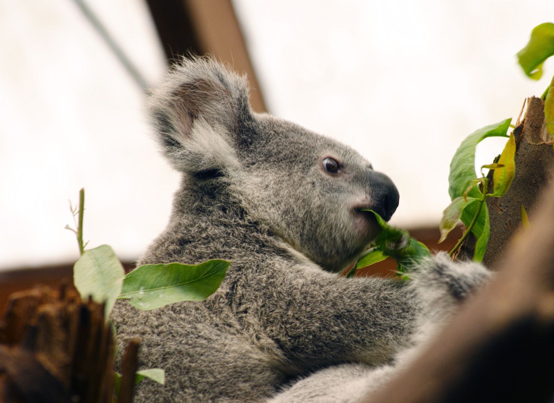 Koala Encounters