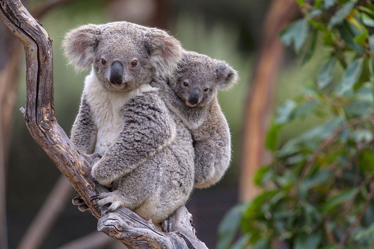 Koala Encounters