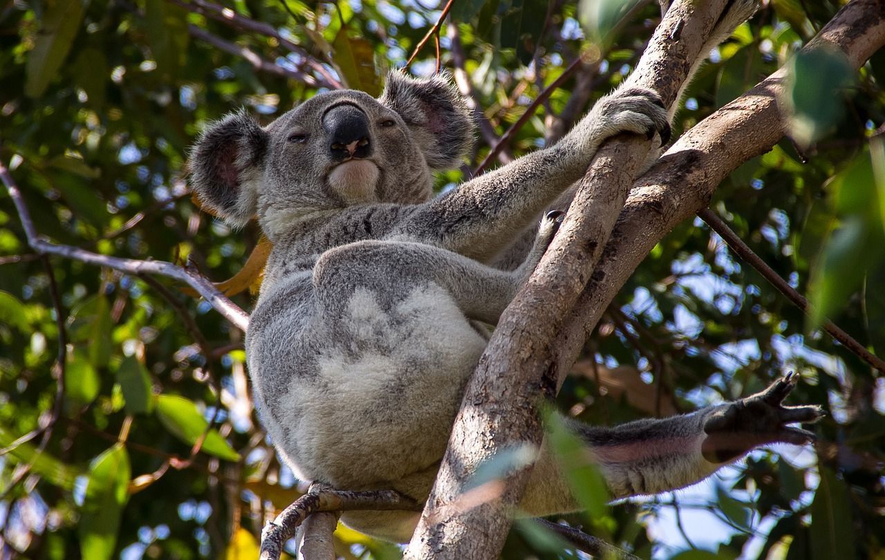 Koala Encounters