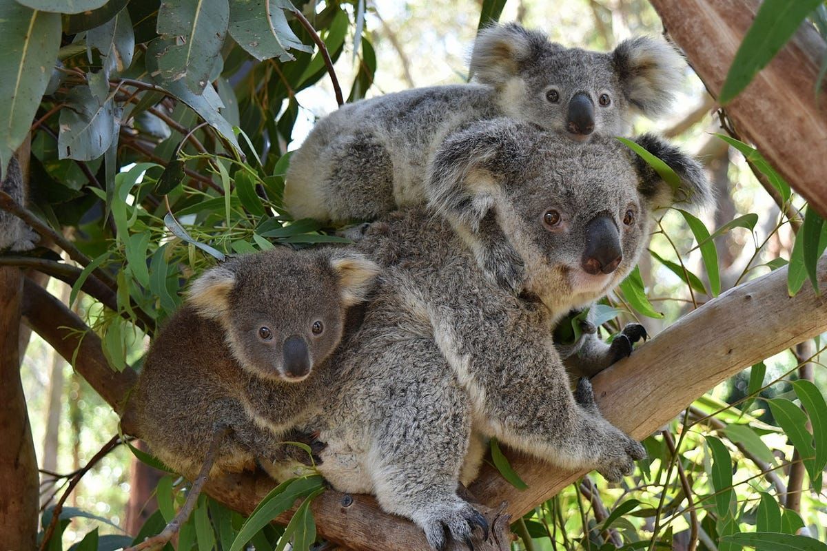 Koala Encounters