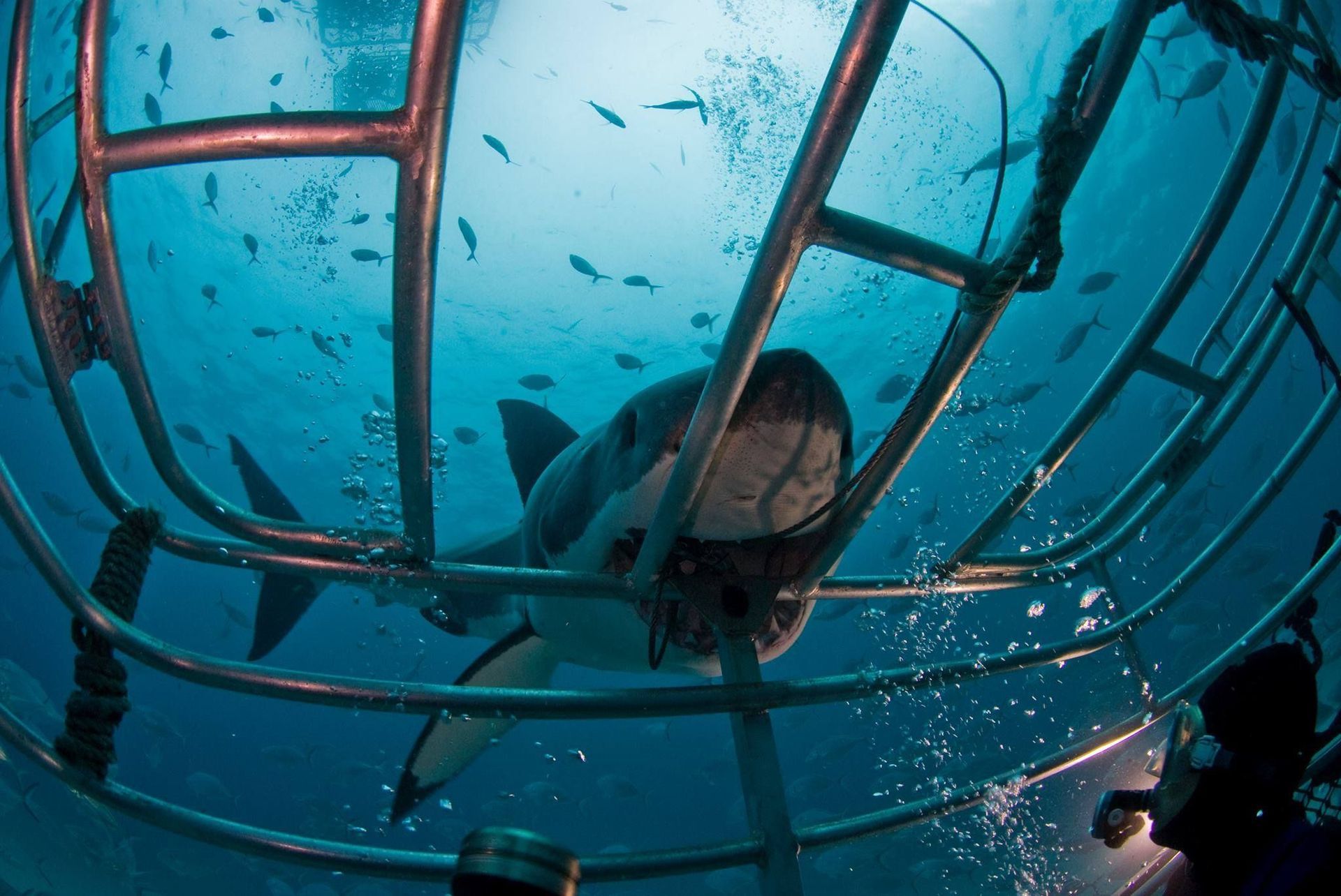 Shark Cage Diving