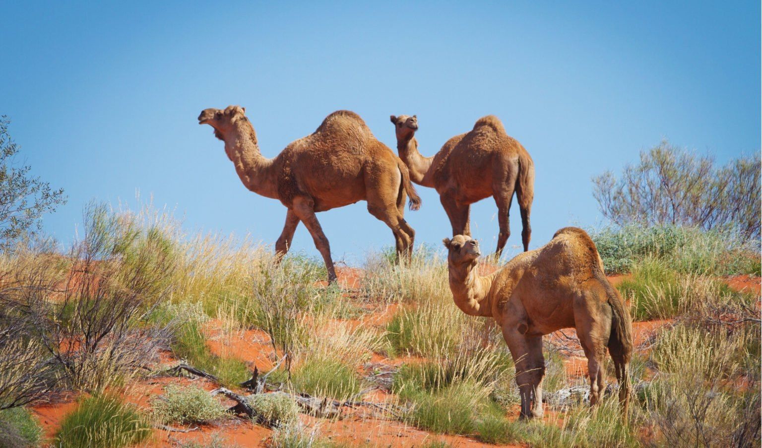 Wild Camel - Outback Australia