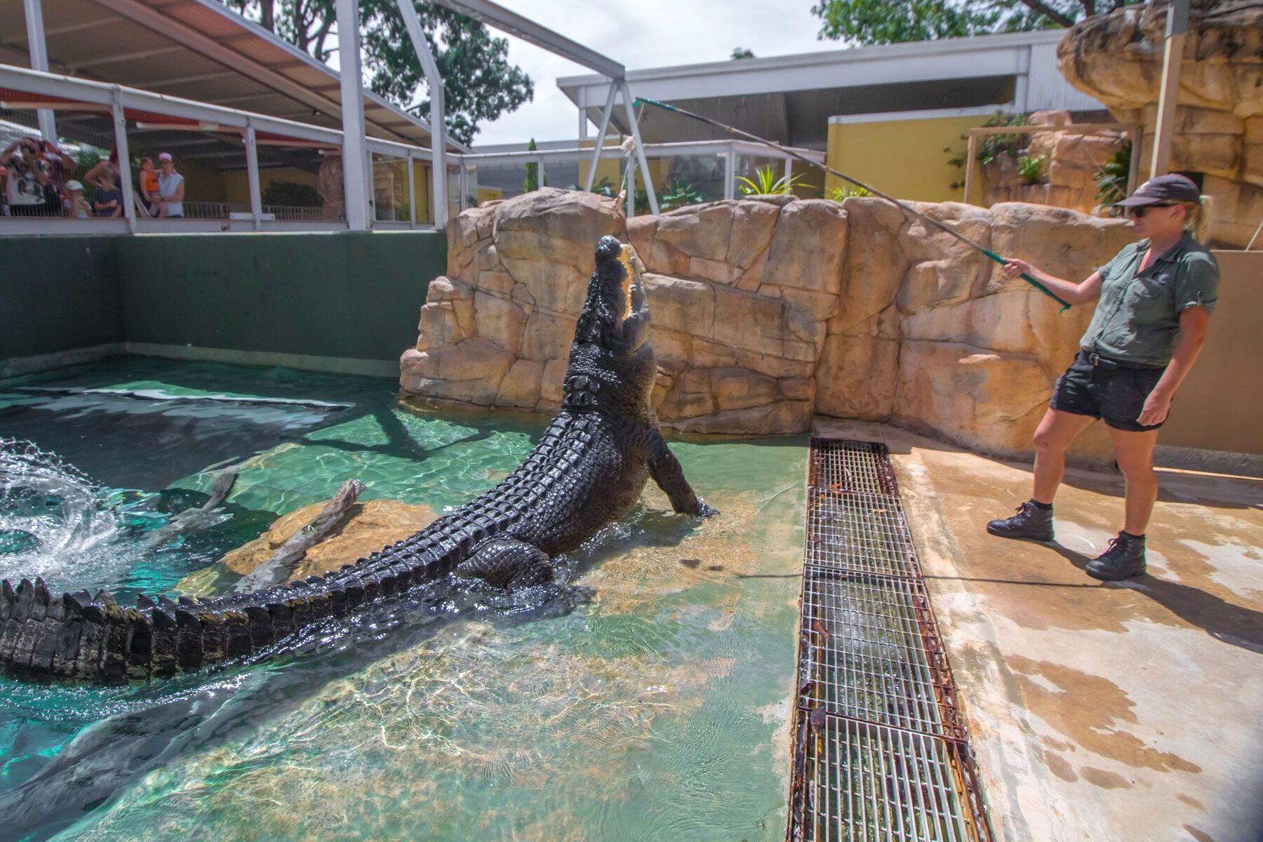 Great Crocodile Feeding Show