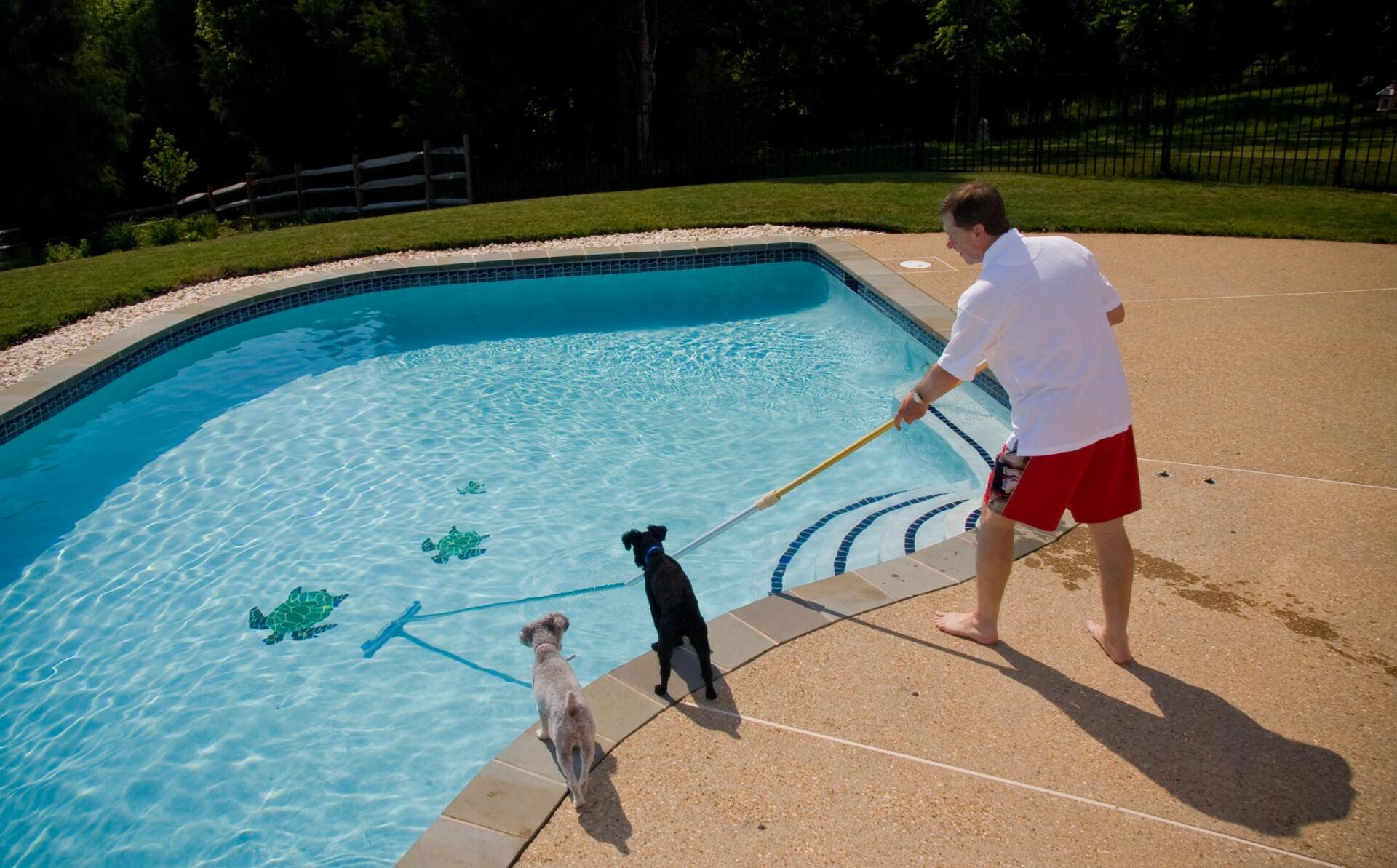 man cleaning the pool with his dogs