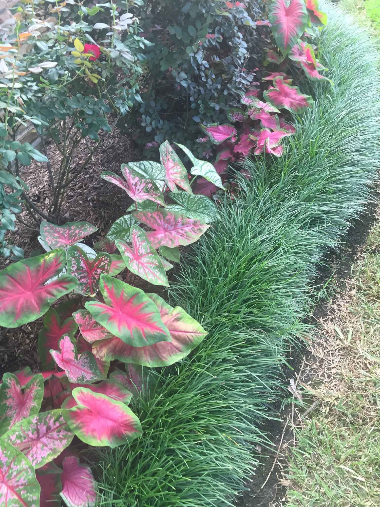 Plants — Houston, TX — B.E Lawn Services