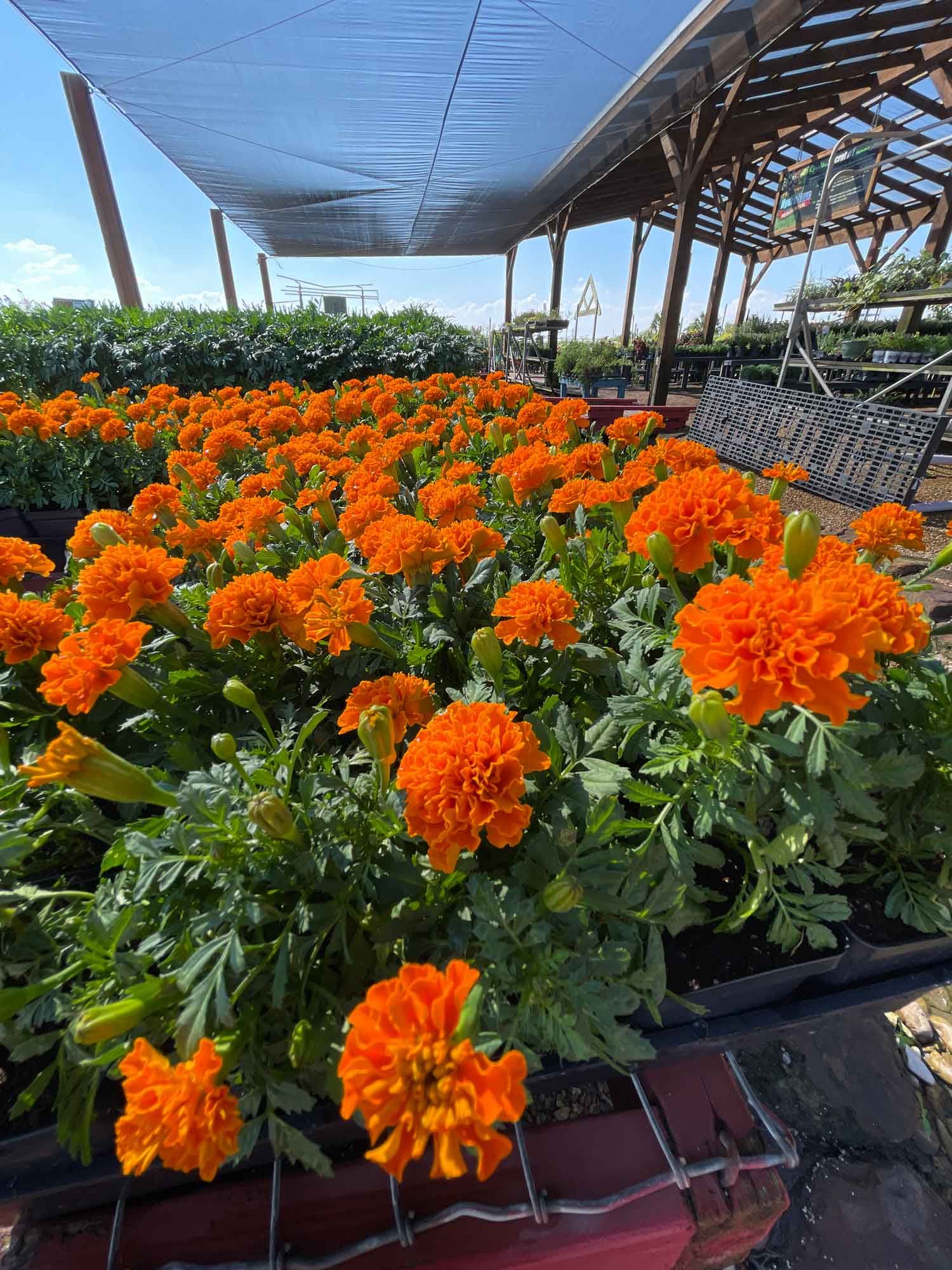 Orange Flowers — Houston, TX — B.E Lawn Services