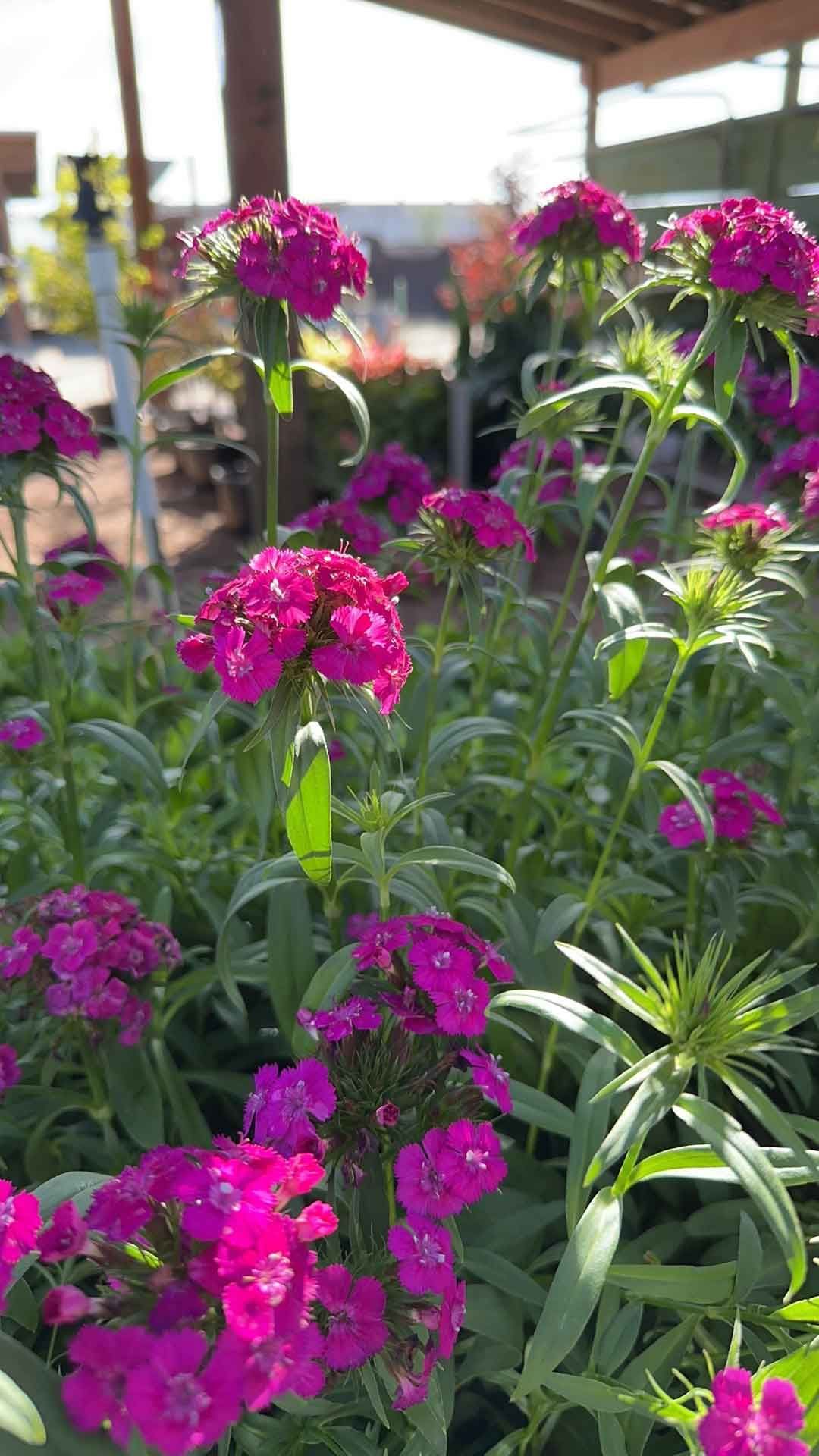 Bunch Of Purple Flowers — Houston, TX — B.E Lawn Services