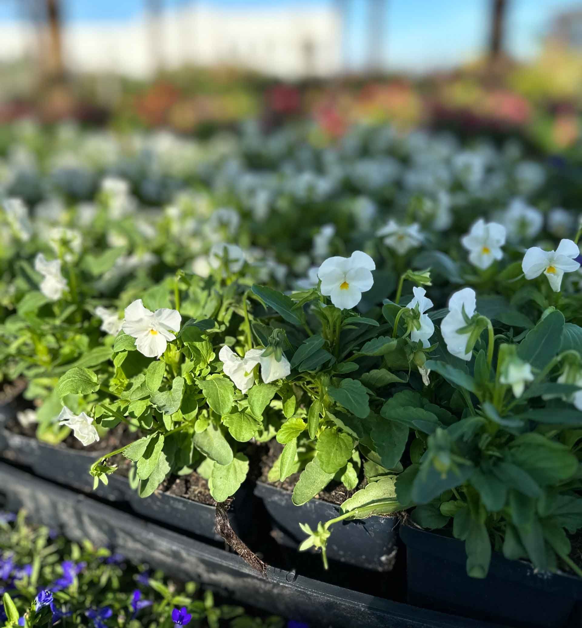 White Flowers And Green Leaves — Houston, TX — B.E Lawn Services