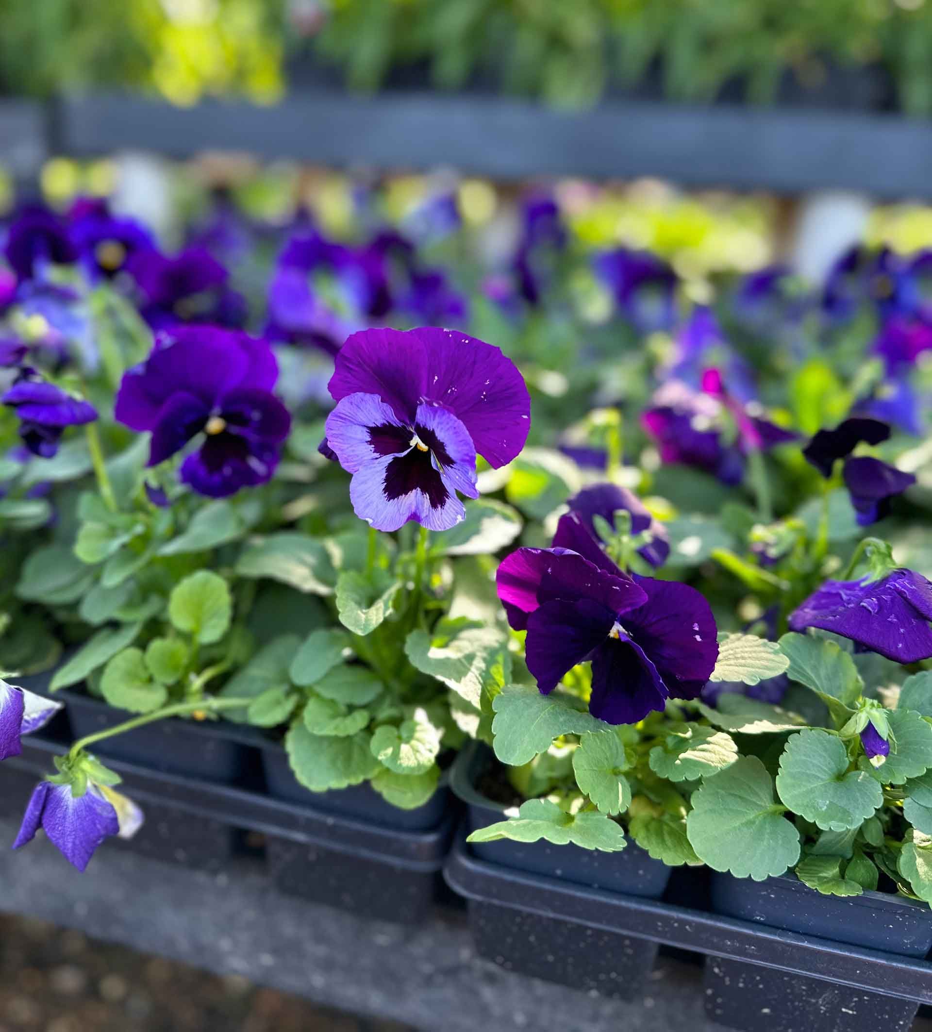 A Bunch Of Purple Flowers Are Growing In Pots — Houston, TX — B.E Lawn Services