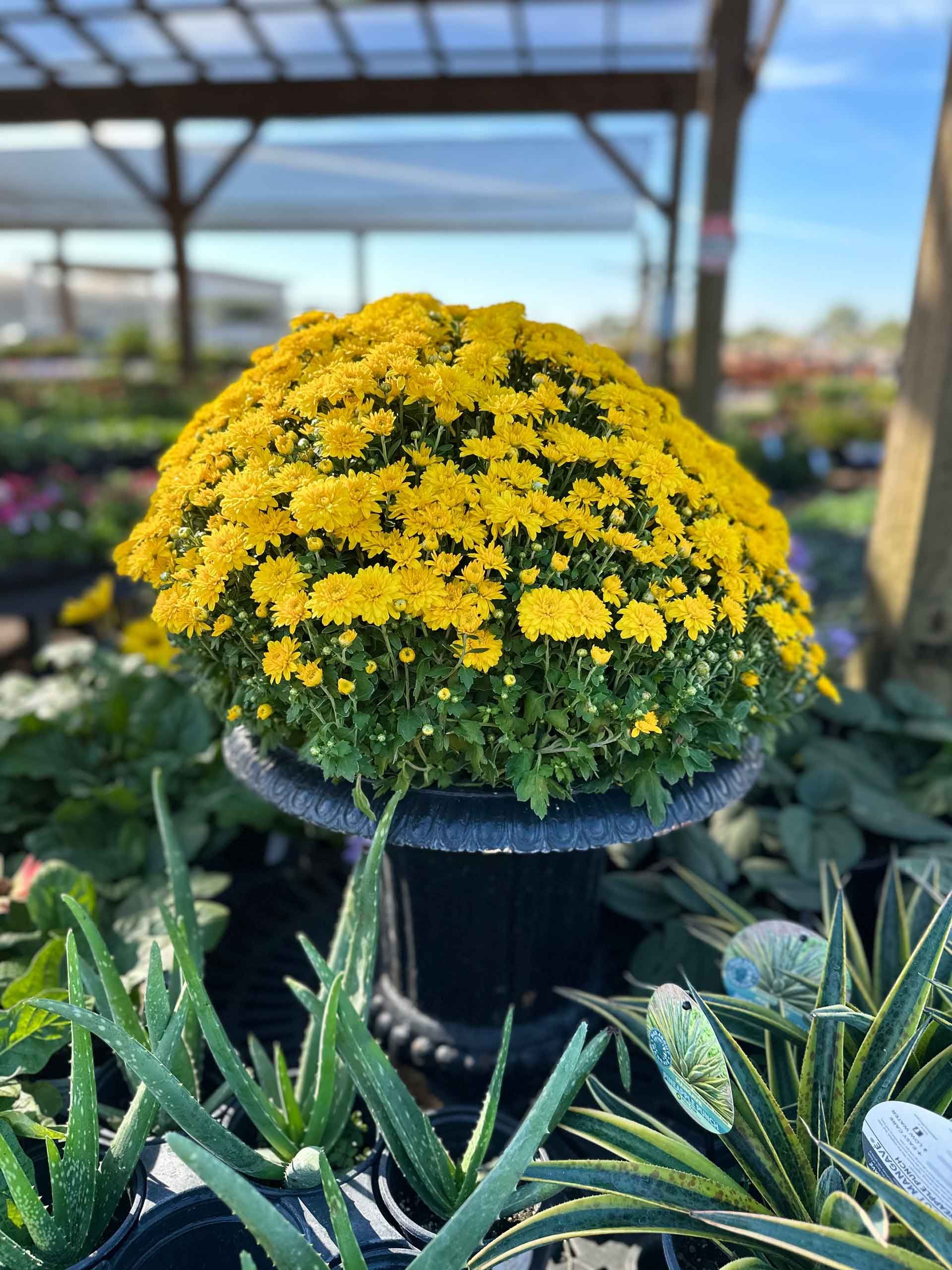 Yellow Flower — Houston, TX — B.E Lawn Services