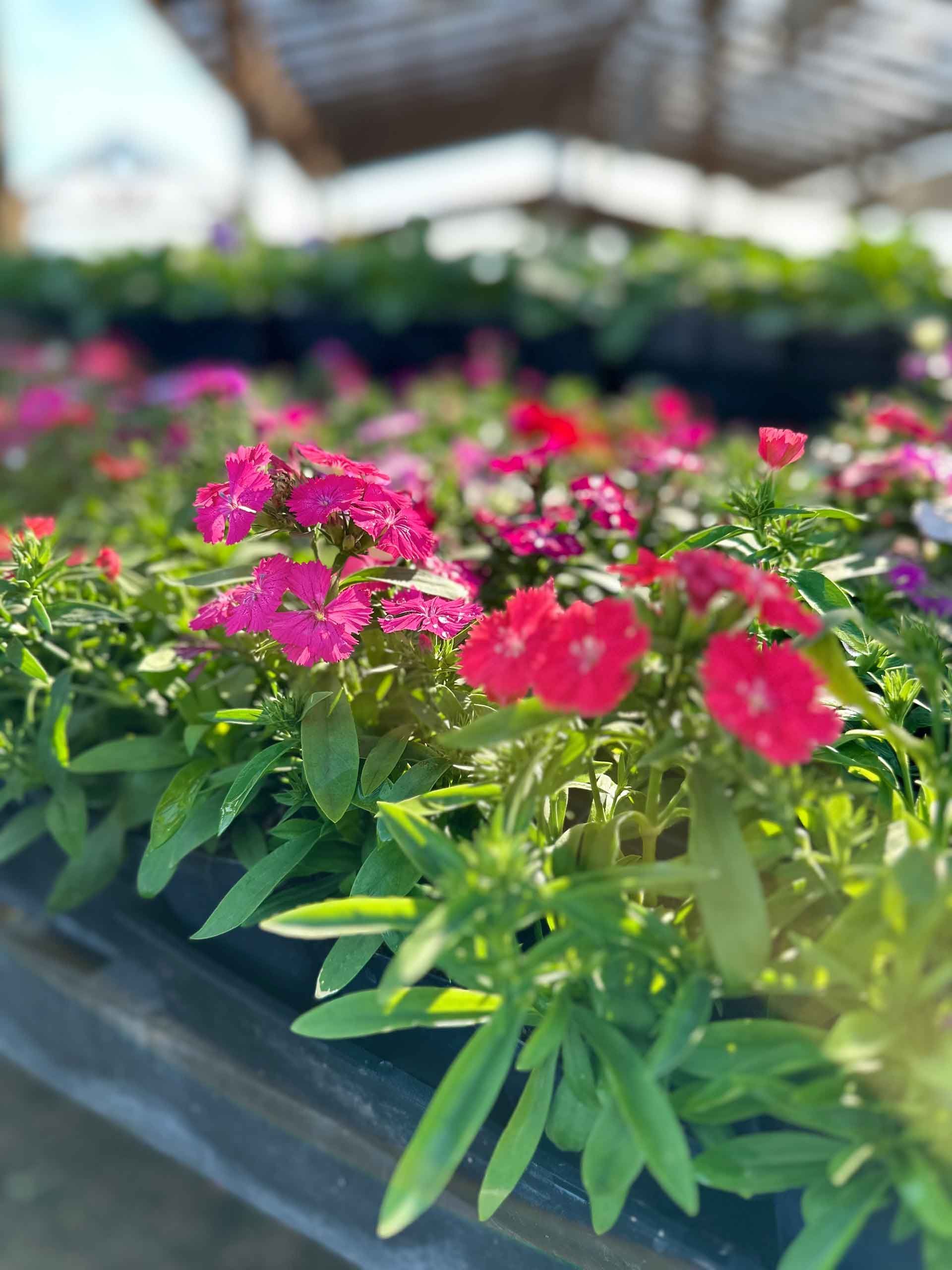 Bunch Of Pink And Purple Flowers — Houston, TX — B.E Lawn Services