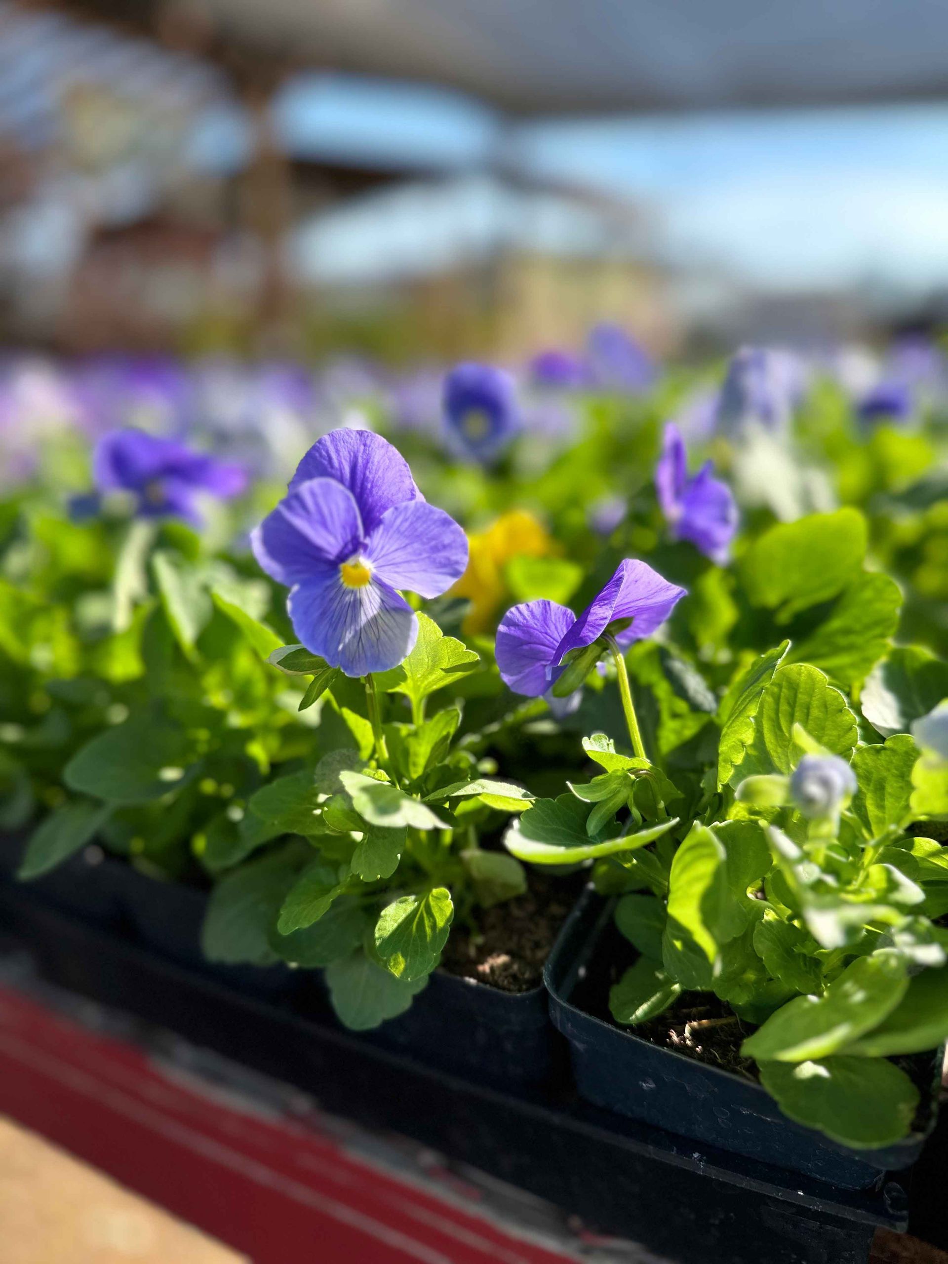 Flowers In A Pot — Houston, TX — B.E Lawn Services