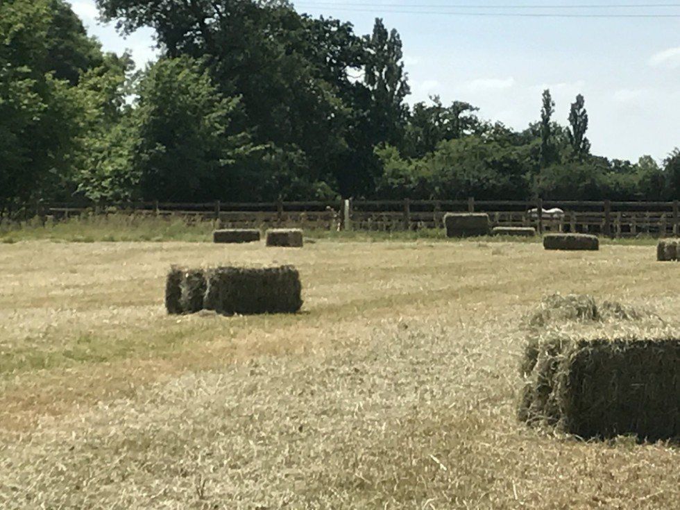 hay for sale