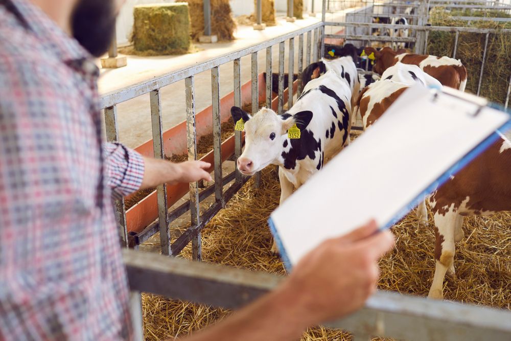 Farmer in Barn Checking Calves; Black and White and Brown Cows in Stalls — Wright Partners in Dubbo, NSW