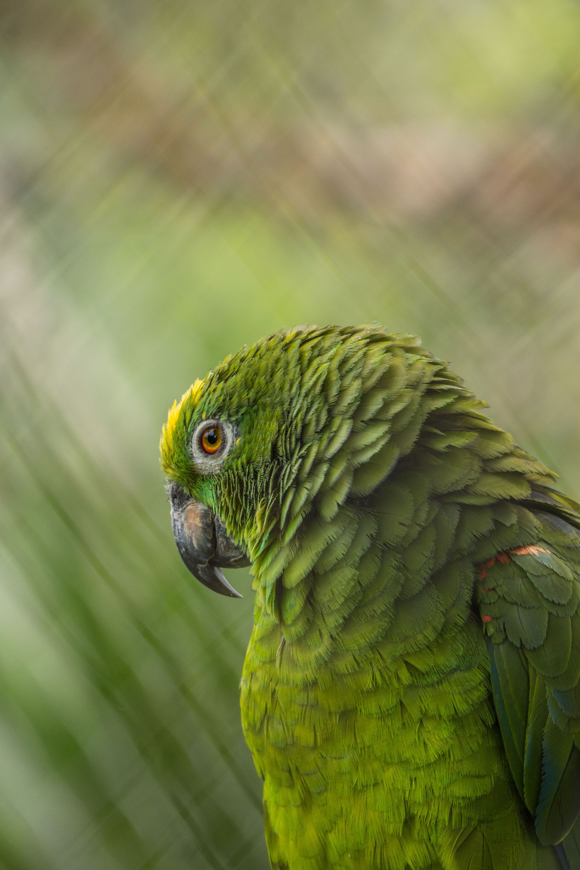 Biodiversidad en Palomino