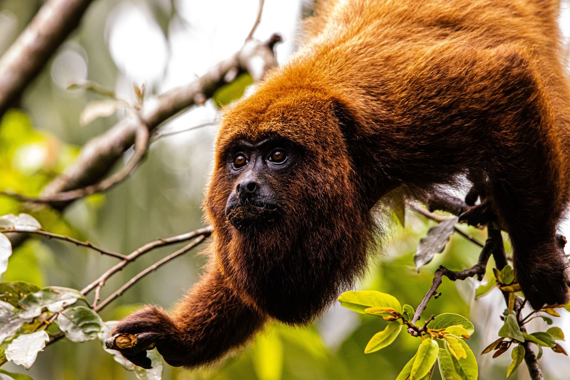 Fauna Silvestre en Aité