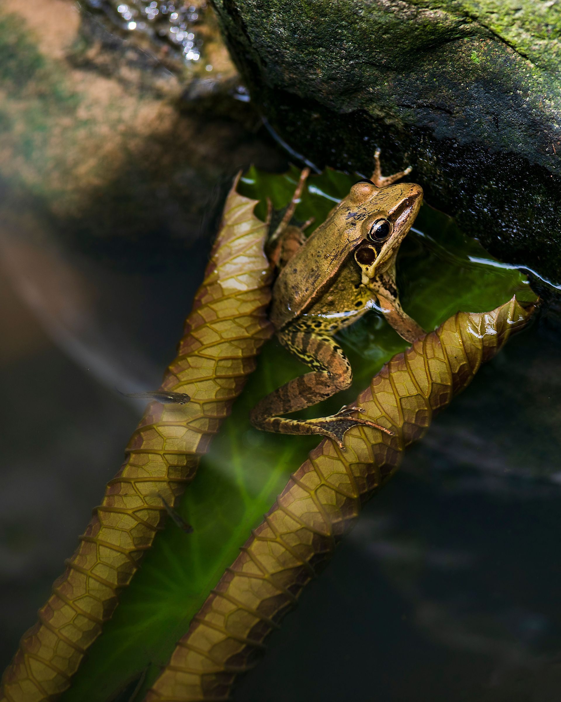 Biodiversidad en Palomino