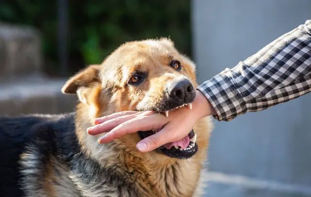 Dog biting a person's hand; German Shepherd with brown and black fur outdoors.