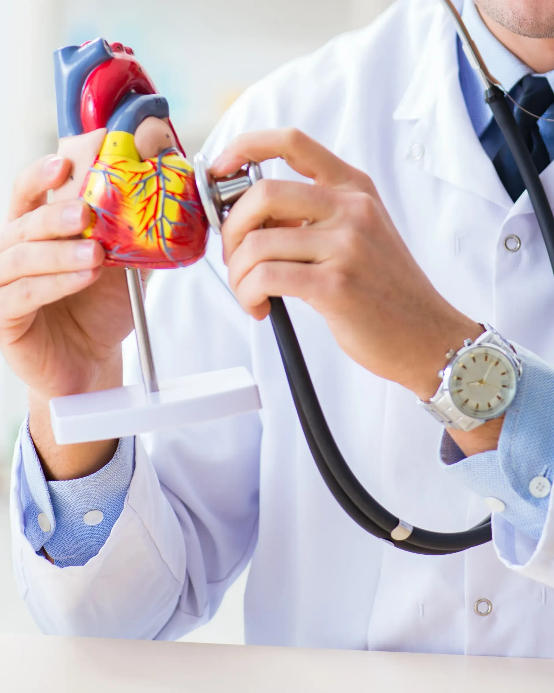Un médecin écoute un modèle de cœur avec un stéthoscope