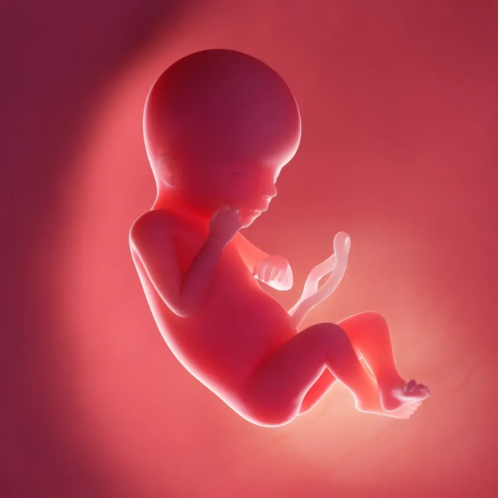 Un bébé naît dans le ventre d'une femme.