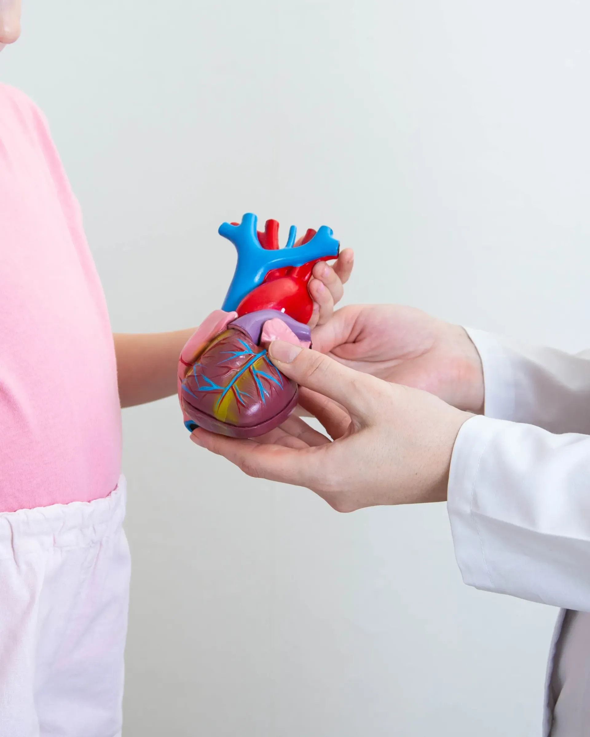Un médecin tient dans ses mains un modèle de cœur humain.