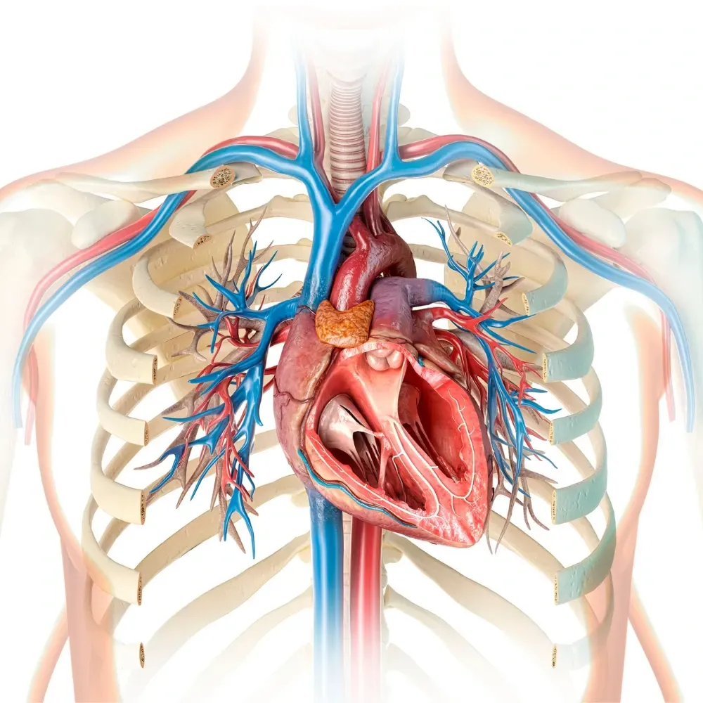 Une image générée par ordinateur d'un cœur et de veines humains.