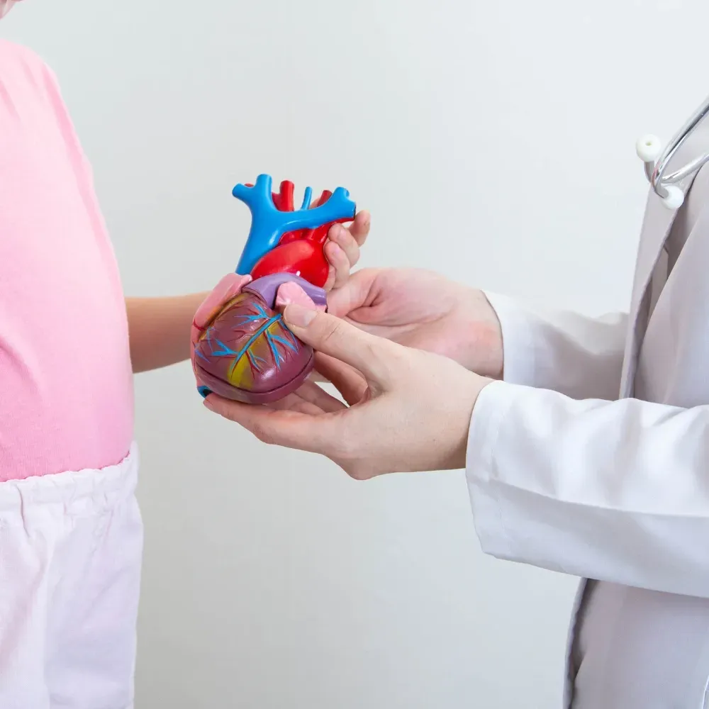 Un médecin tient dans ses mains un modèle de cœur humain.