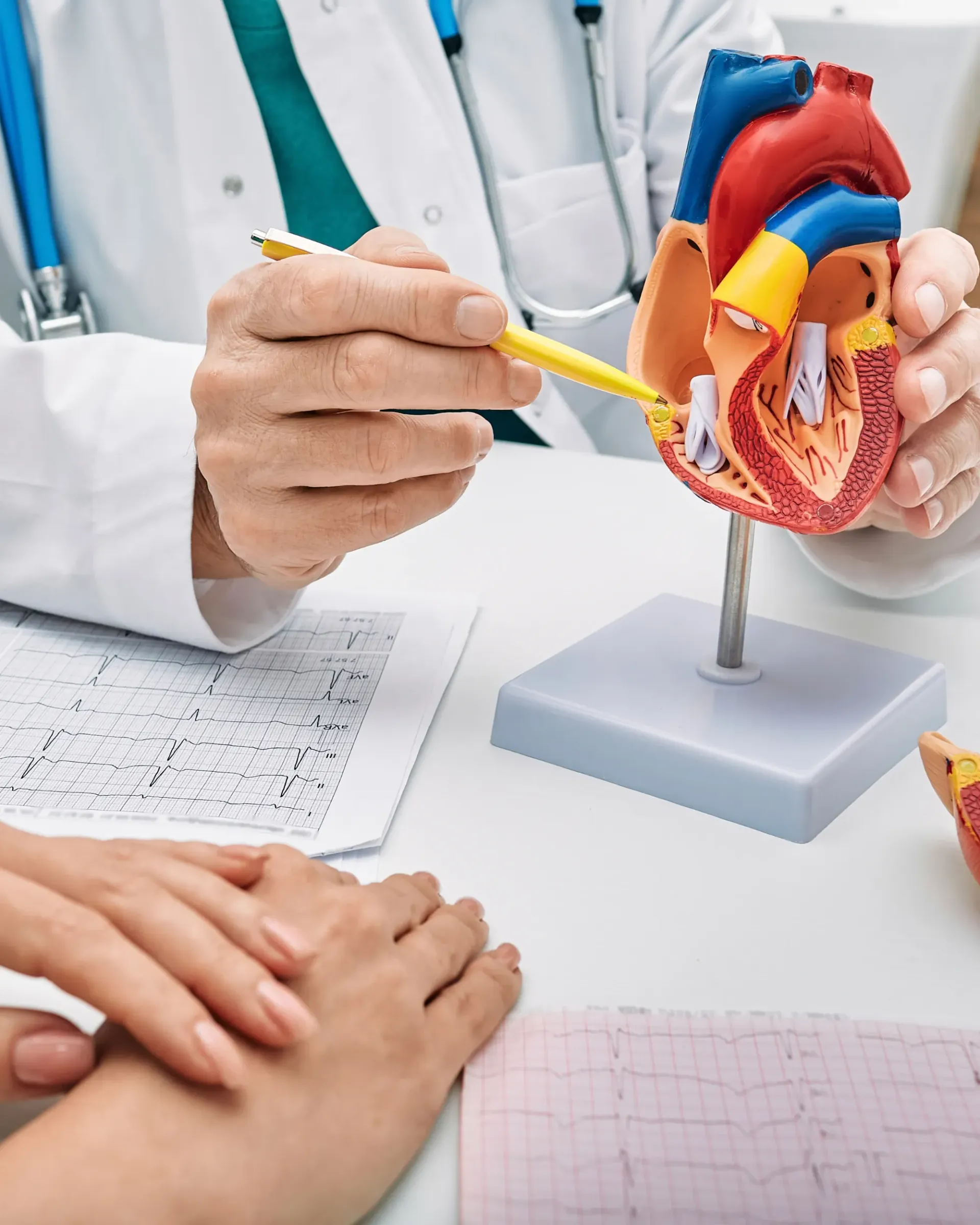 Un médecin tient un modèle de cœur humain