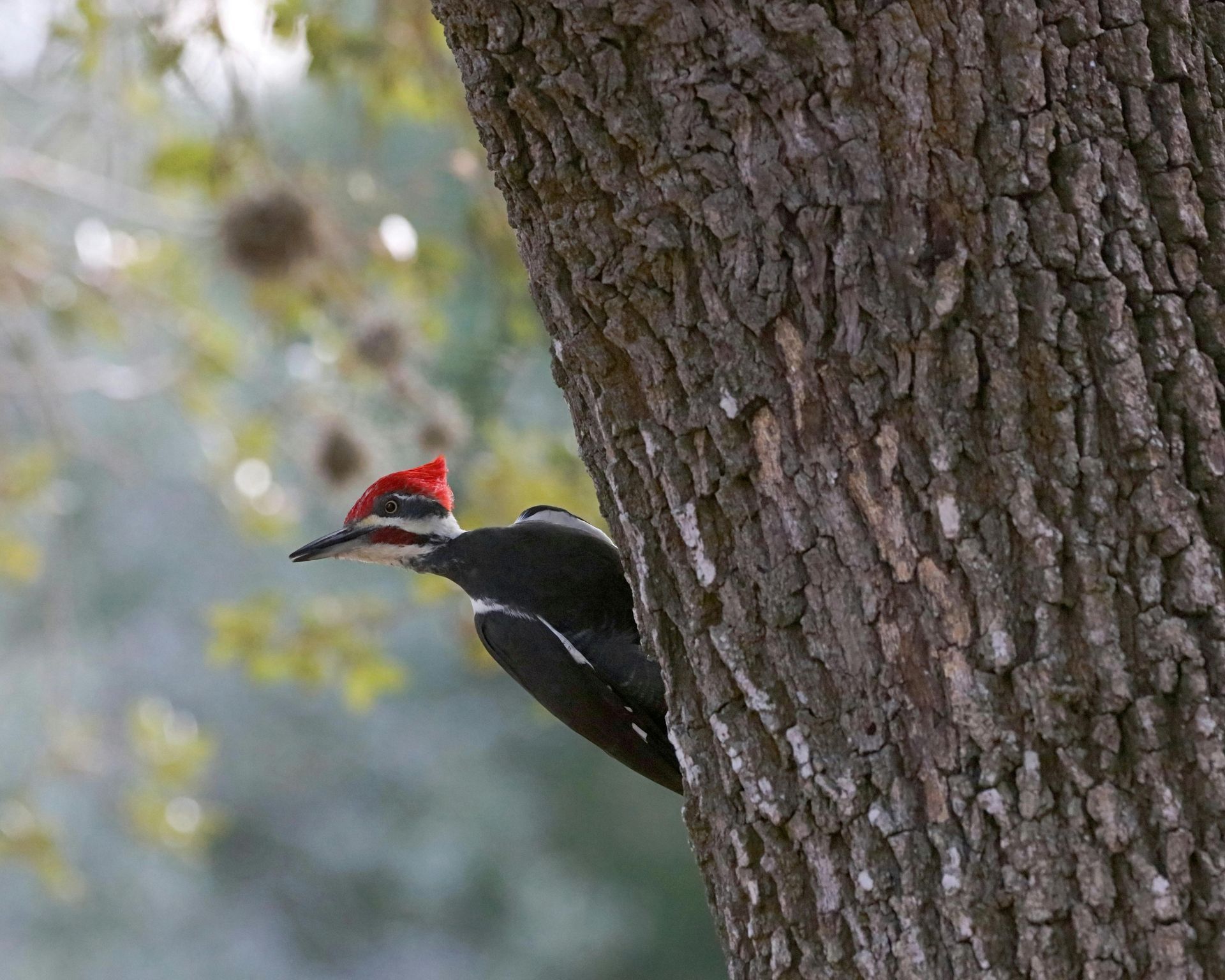 Pileated woodpecker with red crest, on a tree trunk, pecking.