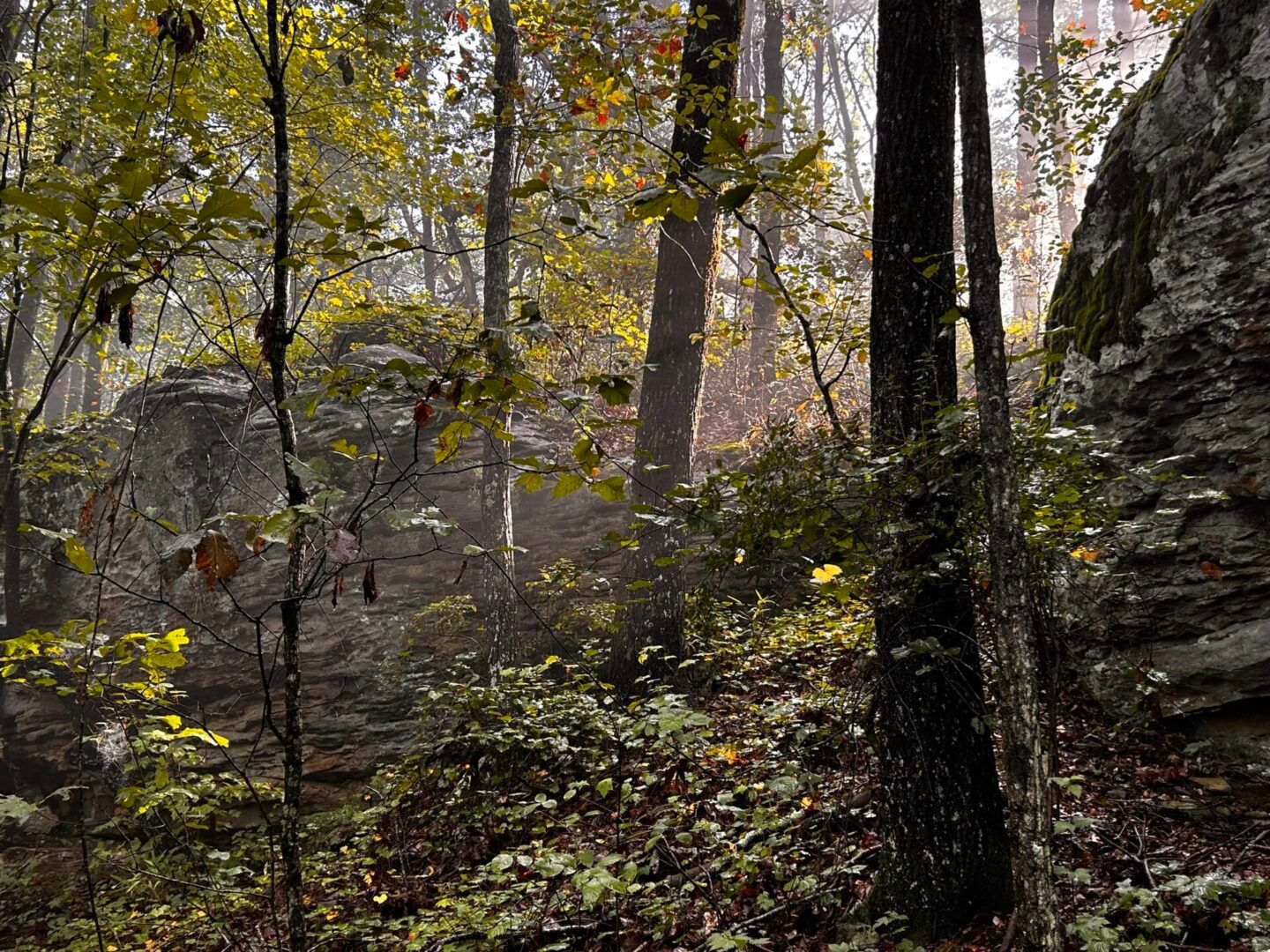 Forest scene with sunlit trees, large rocks, and lush green undergrowth.