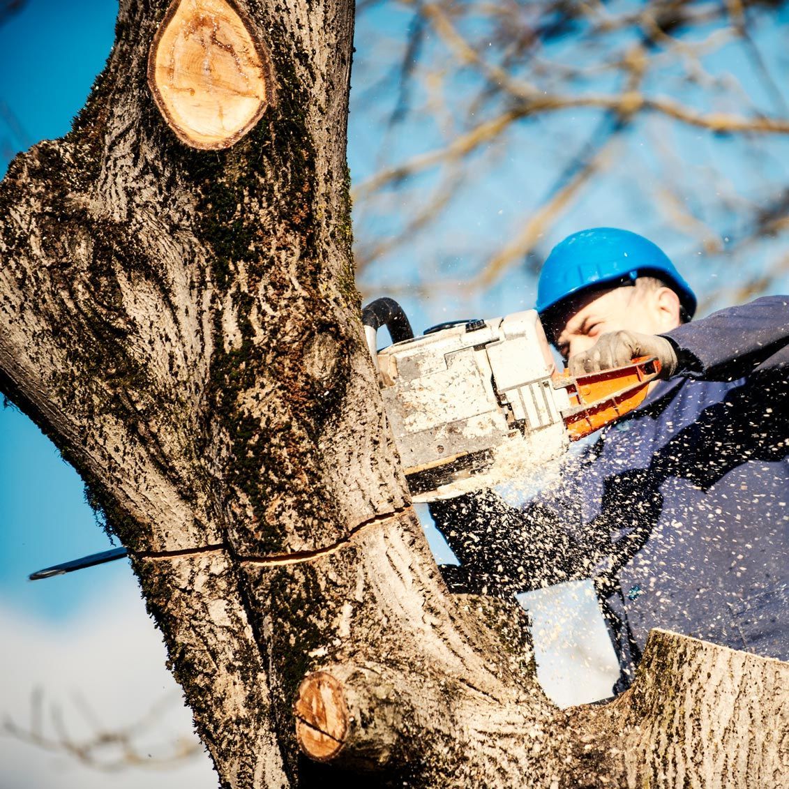 A man is cutting a tree with a chainsaw. A man is cutting a tree with a chainsaw.