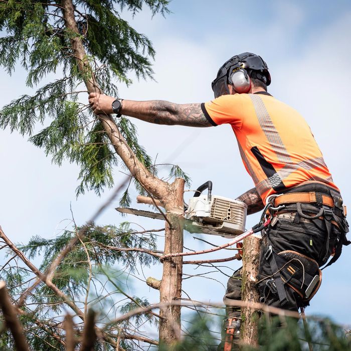 A man is cutting a tree with a chainsaw. A man is cutting a tree with a chainsaw.