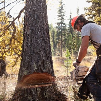 A man is cutting down a tree with a chainsaw