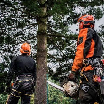 Two men are standing next to a tree holding chainsaws.