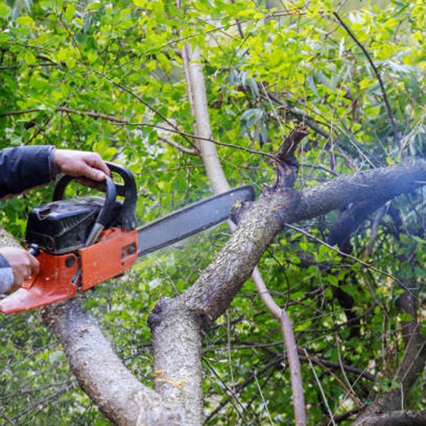 A person is cutting a tree branch with a chainsaw. A person is cutting a tree branch with a chainsaw.