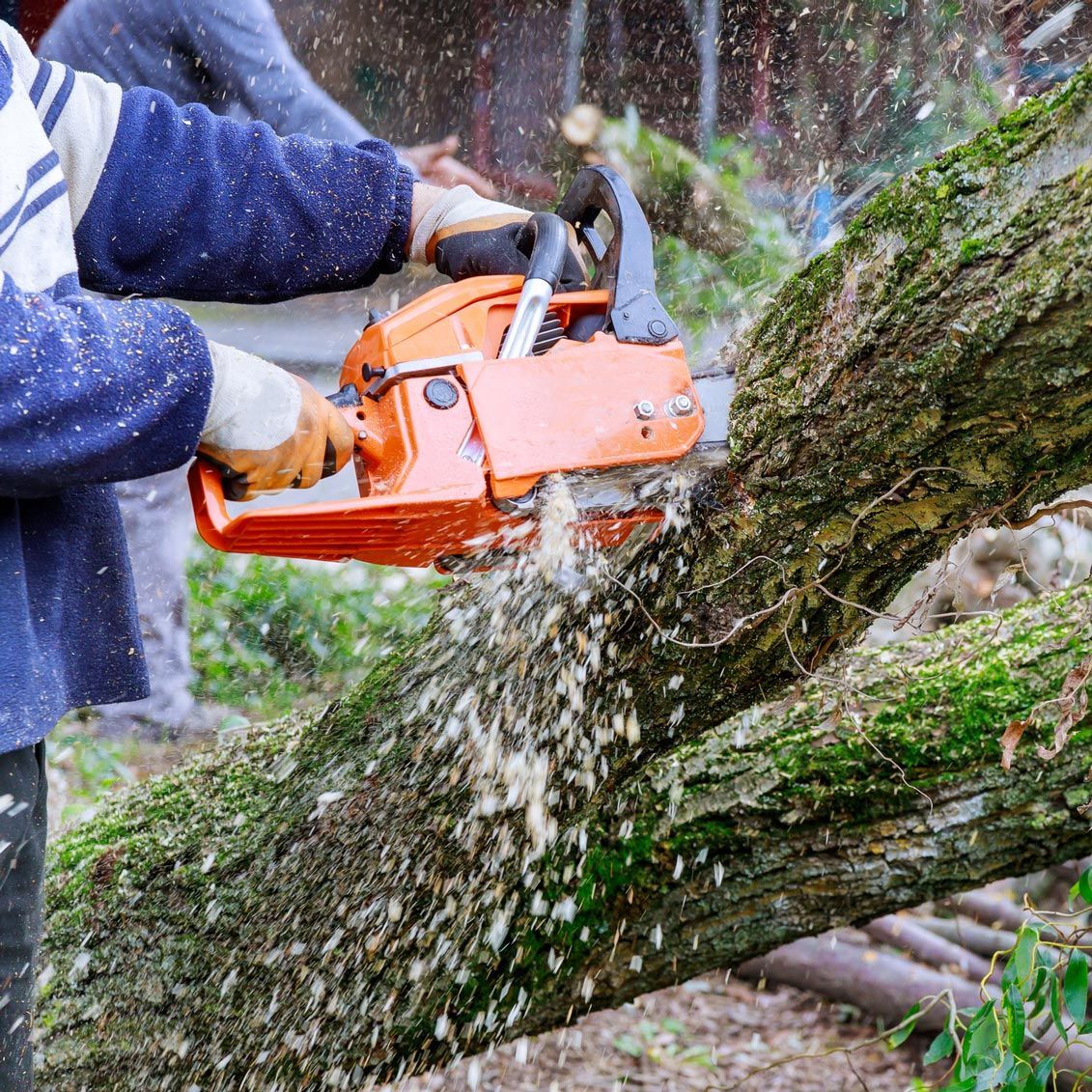 A man is cutting a tree with a chainsaw. A man is cutting a tree with a chainsaw.