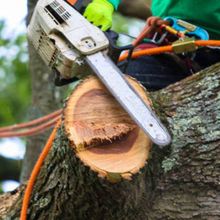 A person is cutting a tree with a chainsaw. A person is cutting a tree with a chainsaw.