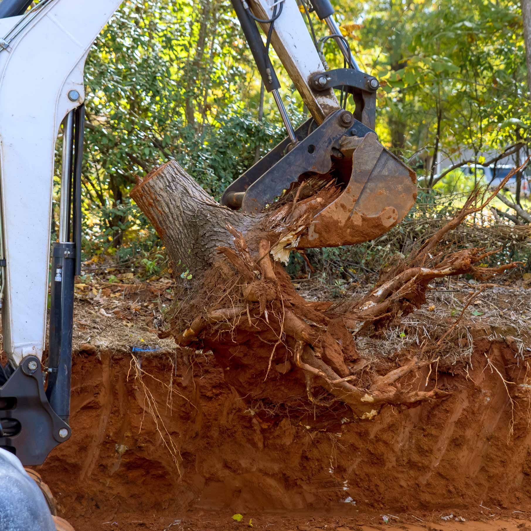 A man is using an excavator to remove a tree stump from the ground. A man is using an excavator to remove a tree stump from the ground.