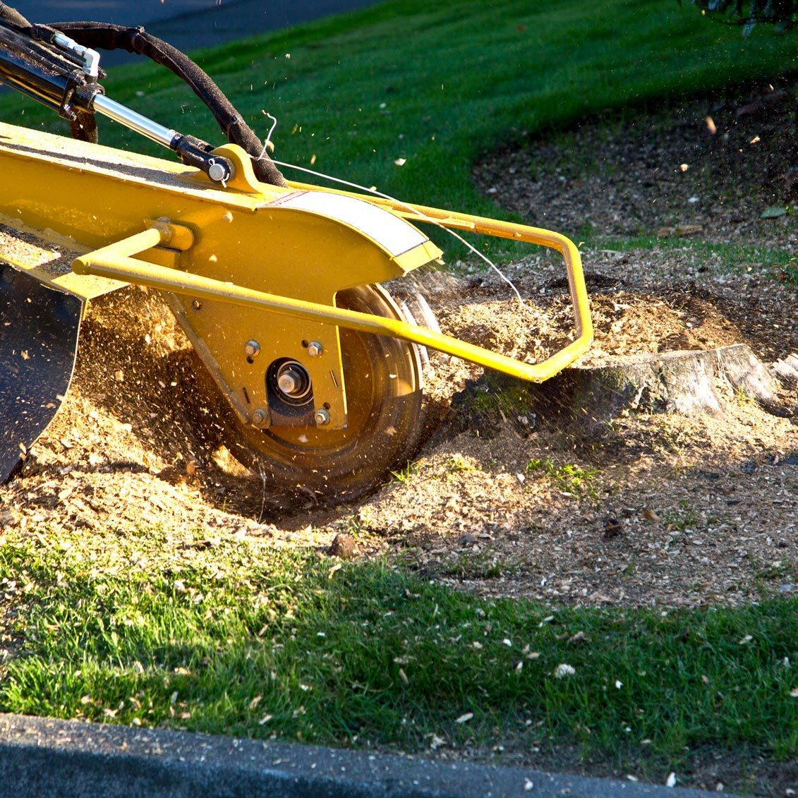 A yellow machine is stump grinding a tree stump. A yellow machine is stump grinding a tree stump.